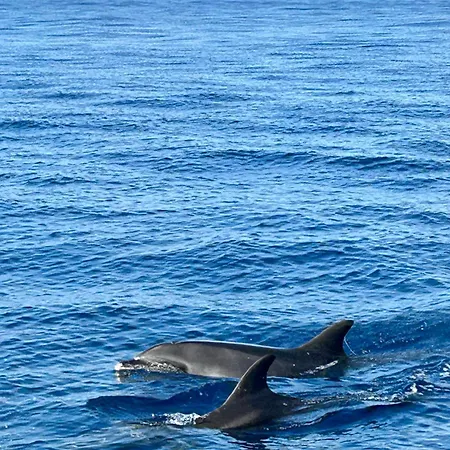 Palheiro Mar By Ola Madeira Apartman Paul do Mar