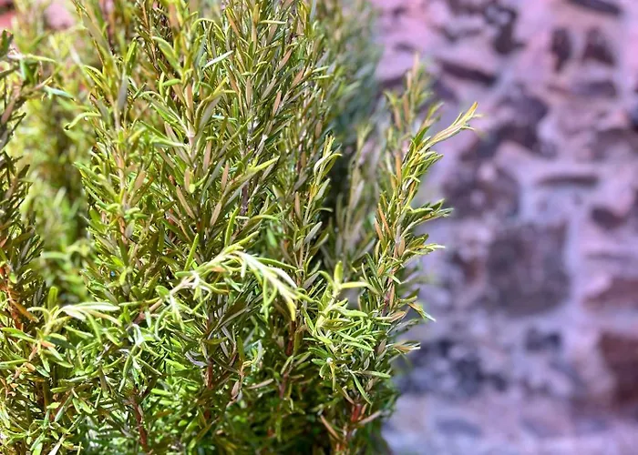 Palheiro Mar By Olá Madeira Appartamento