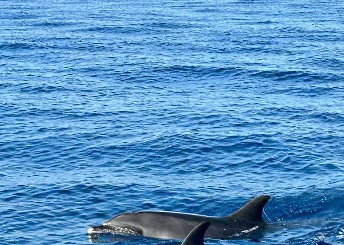 Palheiro Mar By Olá Madeira Appartamento Paul do Mar (Madeira)